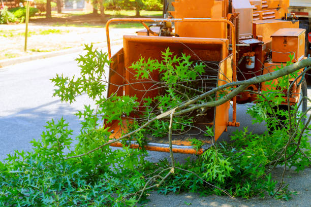 Best Arborist Consultation Services  in Boston Heights, OH