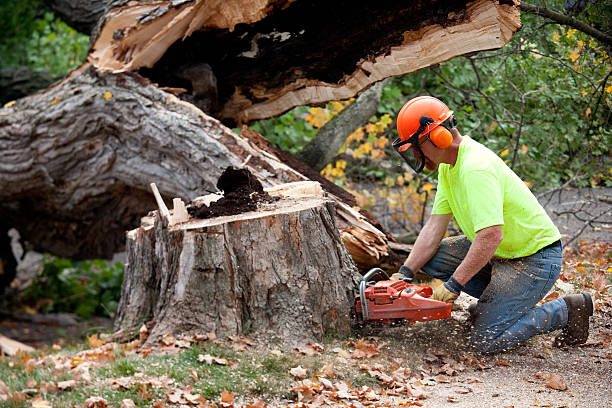 Best Tree Removal  in Boston Heights, OH