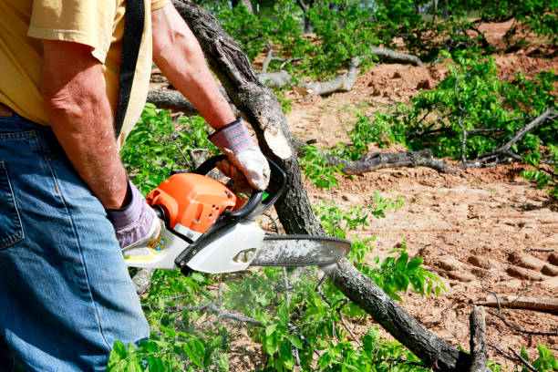 Best Hedge Trimming  in Boston Heights, OH